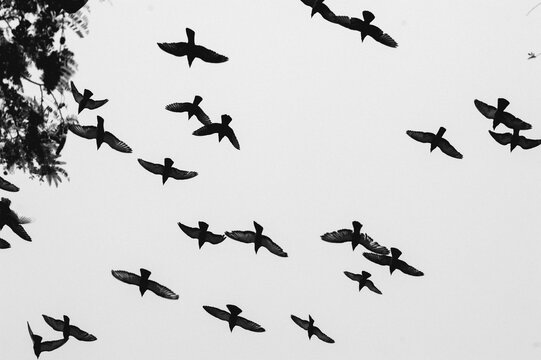 Flying