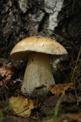 A close up of Boletus edulis f. betulicola (penny bun, cep, porcino or porcini) near a birch tree, low angle of view