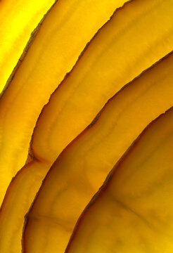 Closeup macro photograph of layers of a golden turnip (Brassica rapa)
