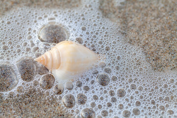 A white  shells on a sandy beach. Surf waves with foam bubbles on the water. Sea background close-up.  Copy space