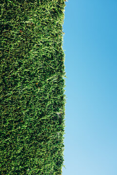Hedge background