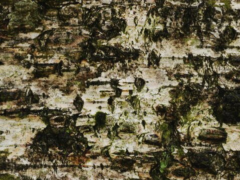 Birch bark in close-up