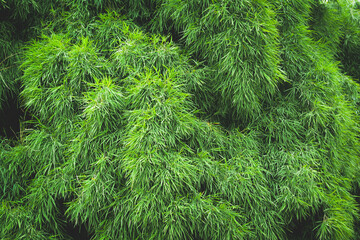 green leaves of bamboo leaves use as natural background