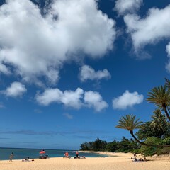 beach with palm trees