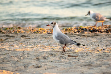 Seagulls on the beach