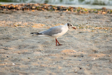 Seagulls on the beach