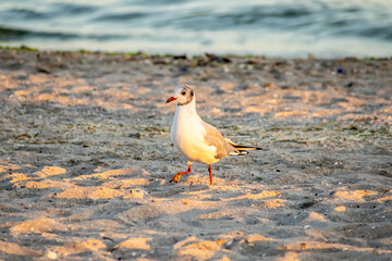 Seagulls on the beach