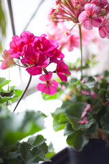 flores en la ventana