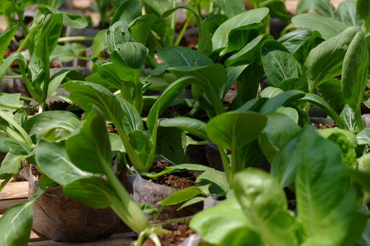 close up image of fresh green pak choy / bok choy planted in the garden using polybags and ready to be harvested as food ingredients