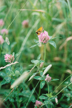 Small Skipper Butterfly on wild flowers. Norfolk, UK.