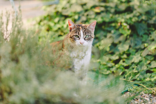Cat looks straight at camera while sitting close to aromatic herbs