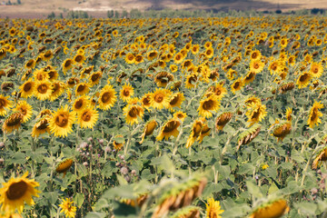 Obraz premium Blooming sunflowers on a large field during the day