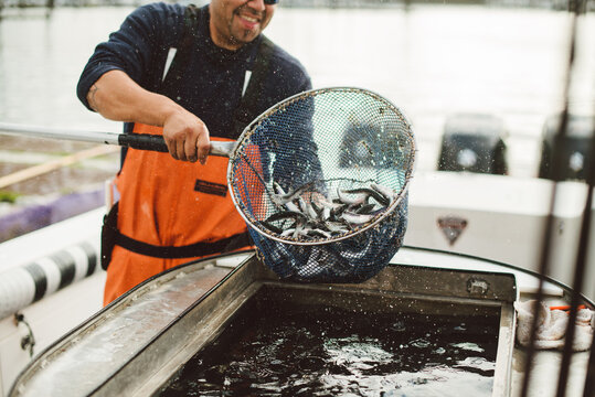 Fisherman dumps net of live bait into bait well on commercial boat