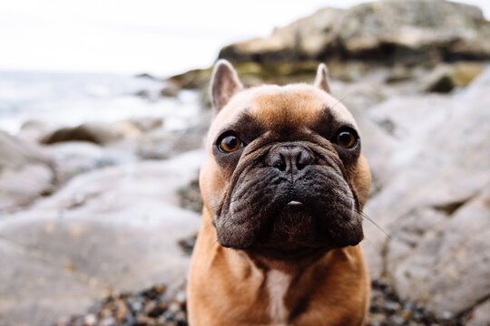 A brown french bulldog puppy at a rocky and overcast New England beach coast