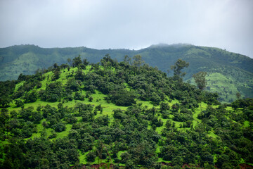 Fototapeta na wymiar rainforest in the monsoons