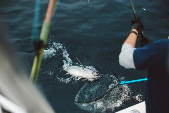Tuna fisherman netting fish off side of boat