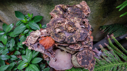 Old chopped tree with mushrooms growing