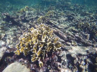 Fototapeta na wymiar fire coral