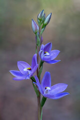 Sun Orchid (Thelymitra ixiodes - an unspotted plant) - approx 15-20mm dia - NSW, Australia