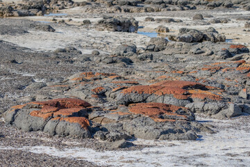 Hamelin Pool Stromatolites - Western Australia - the oldest & largest 