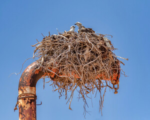 Eastern Osprey (Pandion cristatus) nest with mother & chick - Tantabiddi Boat Ramp, Cape Range National Park, Western Australia