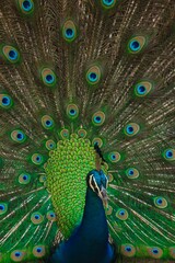 Obraz premium peacock with feathers
