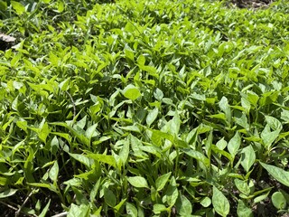 green chili plant on the ground