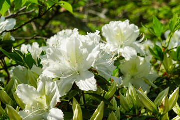 白い躑躅の花