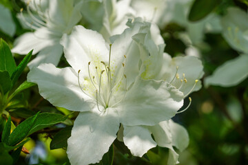 Obraz premium 白い躑躅の花