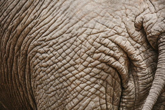 close up of elephant skin