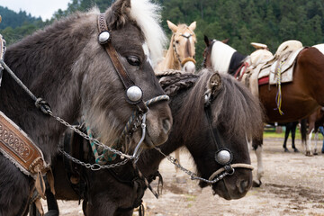 Dos ponys juntos viendo al frente muy tranquilos 