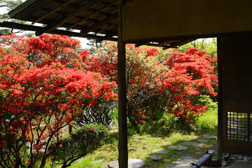 初夏の日本庭園の風景