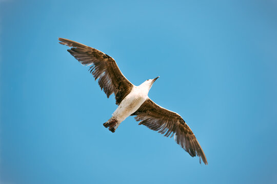 View from below of a flying seagull on clear blue sky