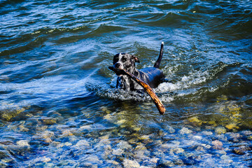 Obraz premium dog playing in water