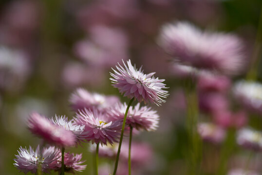 Everlasting Wildflowers