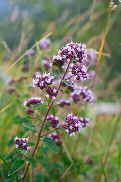 Breckland Thyme, Thymus Serpyllum