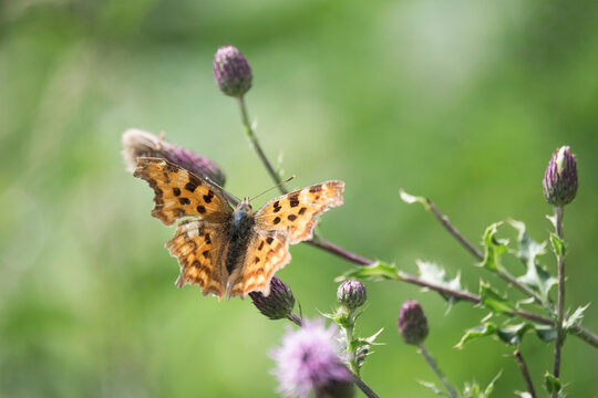 Comma Butterfly (Polygonia c-album) feeding on a wild flower. Norfok, UK.