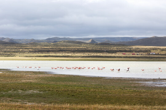 A flock of flamingos in a lake in Tierra Del Fuego