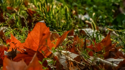 autumn leaves on the grass