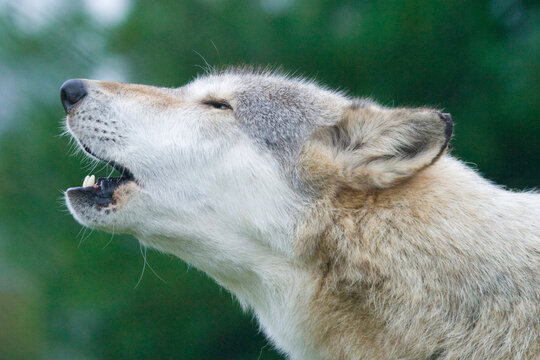Grey Wolf