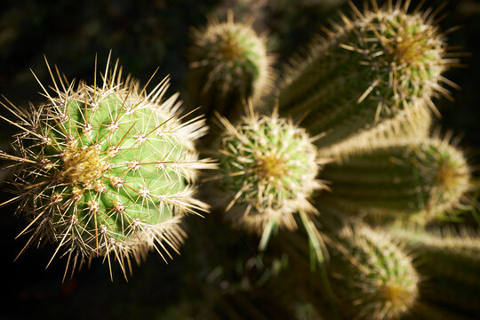 Karoo Cactus.