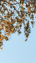 Fototapeta premium Birch tree branches with yellow green autumn leaves