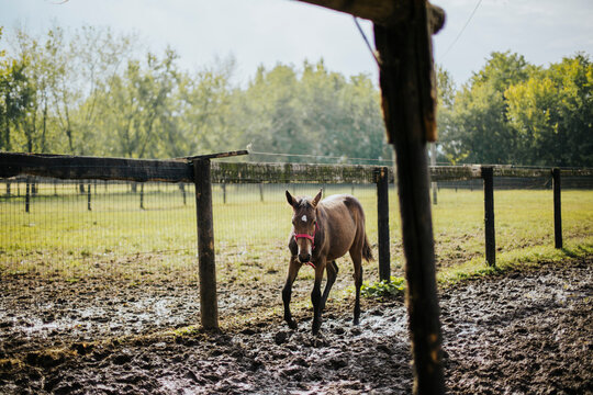 Brown colt walks in grass and mud