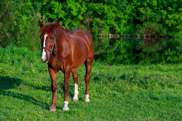 Young horse in the meadow