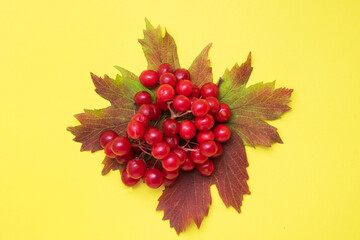 Red berries of fresh viburnum with leaves on a yellow background. Copy space.