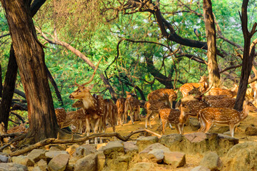 Deer Park Forest during an autumn morning in South Delhi, India