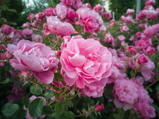 Rose Flowers with Green Leaves in the Garden