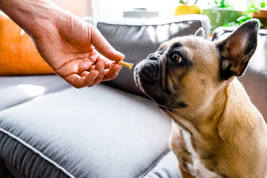 Brown French Bulldog taking a treat from owners hand