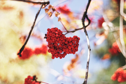 Heart shaped red berries
