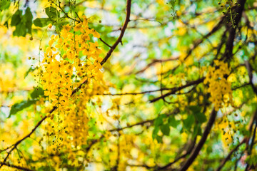 Selective focus fresh yellow flowers of Cassia fistula also known as golden shower tree at Deer Park in Hauz Khas complex at Delhi, India.